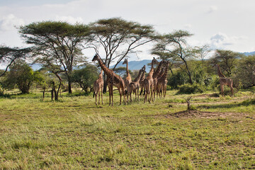 A herd of giraffes keep close watch during the evening twilight hour at Serengeti National Park,...
