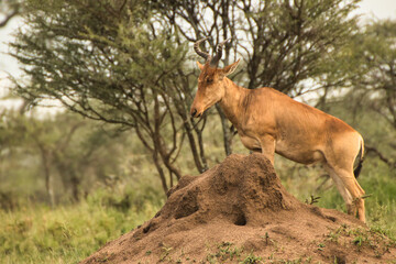 Coke's Hartebeest on Termite mound at Serengeti National Park, Tanzania
