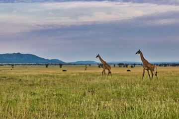 Pair of Giraffes cross the Savanna at Serengeti National Park, Tanzania