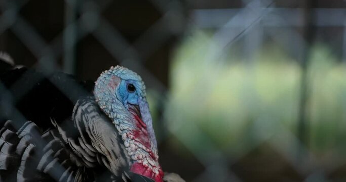 Video of a Narragansett turkey strutting around, make gobbling noise, and showing off his impressive plumage in his enclosure at an off-grid home in California.