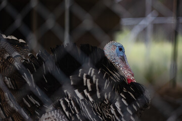 A male Narragansett turkey at an off-grid home in California. The turkey struts around, gobbling...