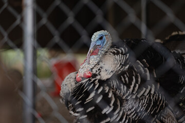A male Narragansett turkey at an off-grid home in California. The turkey struts around, gobbling...