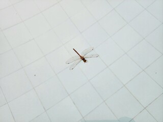 수영장 물에 빠진 잠자리