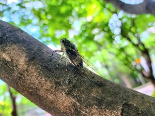 여름만 찾아오면 우는 매미