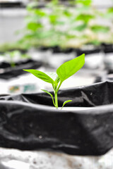 bell pepper plant in sri lanka