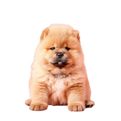 Fawn Chow Chow puppy posing on transparent background, locking eyes with camera