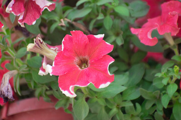 Nema Red Petunia with White Sides is a beautiful flowering variety known for its striking bicolored blooms.