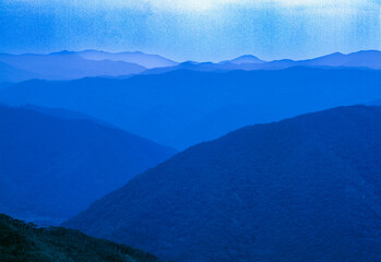 奄美の自然　マングローブ林