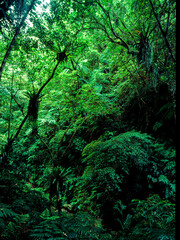 奄美の自然　マングローブ林