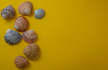 Sea shells on yellow background, summer vacation,