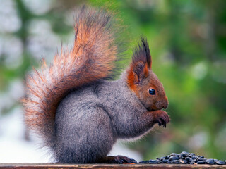 A red squirrel is eating pine nutties while sitting on the wood railing. Profile portrait