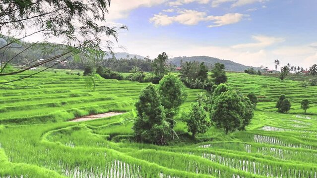 Beautiful rice fields. Kabupaten Solok, West Sumatra, Indonesia.