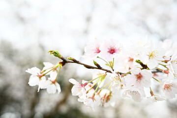 きれいな桜の花びらの背景