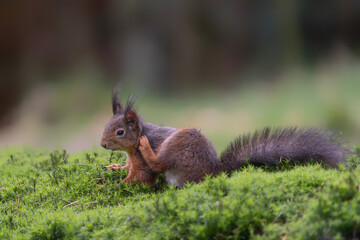 Naklejka na ściany i meble Beautiful Red Squirrel (Sciurus vulgaris) having a scratch! In the forest of Noord Brabant in the Netherlands. 