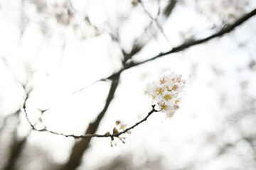 かわいい桜の花の風景