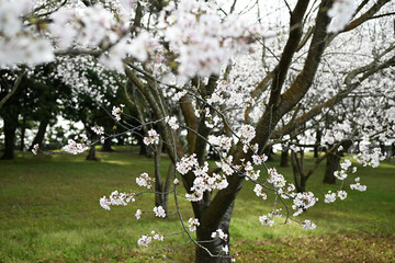 見頃を迎える桜の木