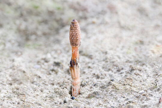 Close up of a colorless budding Horsetail, Equisetum arvense, in the spring in a sandy soil against a blurred background