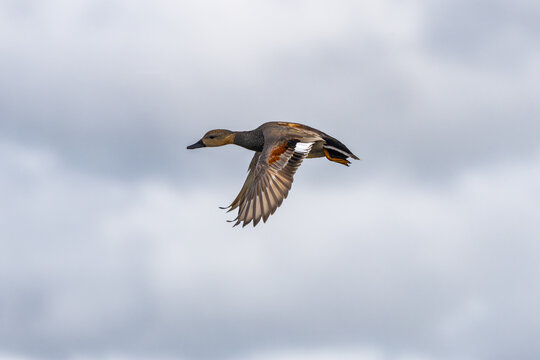 Close up of right to left flying Gadwall, Mareca strepera, in beautiful plumage during mating season with downward-pointing wings and beautiful colors against a background of dark clouds.