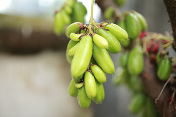 Averrhoa bilimbi L or Belimbing wuluh is often called vegetable starfruit or tamarind starfruit because it has a fairly sour taste and is usually used as a cooking spice or herbal concoction fresh.