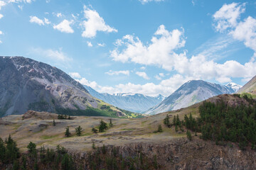 View above cliff to alpine green valley and large mountain range with snowy top far away. Sparse conifer trees on precipice edge in high mountains. Open coniferous forest on rocky wall above abyss.