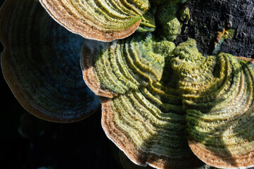 hairy bracket fungus with the Latin name trametes hirsuta growing on woody stems