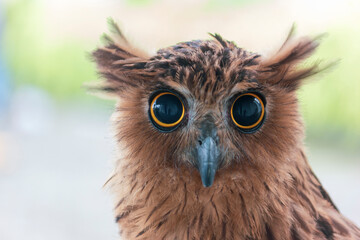 Close up face of Buffy Fish Owl so cute with big eyes