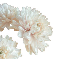 Obraz premium Closeup of three white flowers against a transparent background