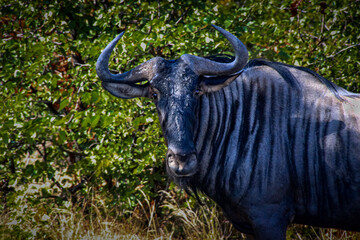 Wildebeest face in Kruger National Park - obrazy, fototapety, plakaty