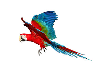 Colorful flying Green-Wing Macaw parrot isolated on transparent background png file	