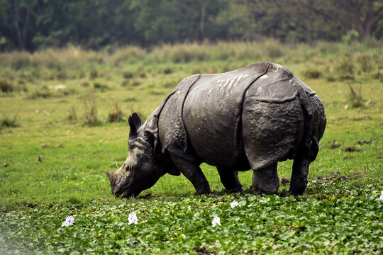 A gaint One horn Rhino from the famous wildlife sanctuary from the state of Assam that is Pobitora Wildilife Sanctuary.  Beautiful greenery allover the forest I have gone through.  