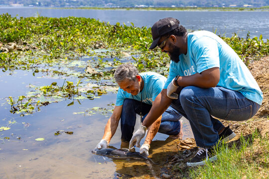 Team of volunteer scientist is catching native breeder fish to get sample and medication for statistics from contamination in global warming and climate change for nature and wildlife conservation