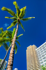 Palm Tree and hotel at Waikiki beach in Honolulu - Hawaii, USA