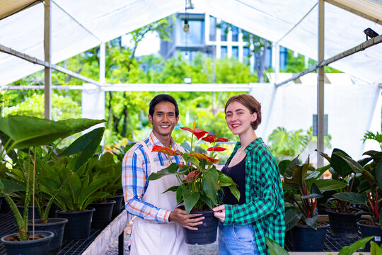 Team of diversity garden workers holding anthurium laceleaf plant in their tropical nursery plant center full of exotic fern species
