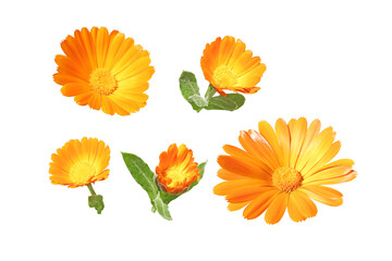 Calendula officinalis bright orange flowers and buds set isolated transparent png. Marigold...