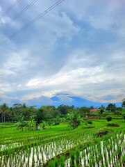 vineyard in region country