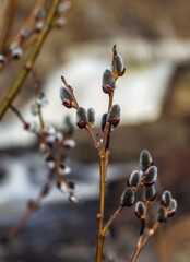 Young willow shoots close-up in spring