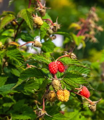 Raspberry berry close-up on a branch in summer