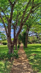 path in the park