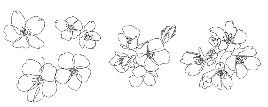 Set of hand drawn Cherry blossom flowers. simple hand drawing of Cherry blossom flower. Vector illustration.