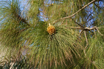 Chir pine male cone and long needles in the sun. Longleaf Indian pine or coniferous decorative tree pinus roxburghii close up. Real photo.