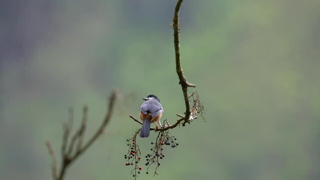 White-eared Sibia eating in slow motion perched in a tree