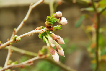 フジザクラ、つぼみ