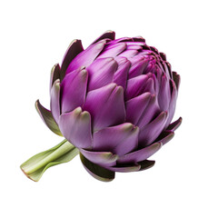 Fototapeta premium Fresh purple artichoke