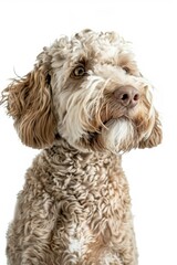 Curious Labradoodle against a white backdrop - An engaging portrait of a Labradoodle looking off into the distance with focused attention