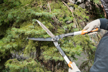 Gardener pruning, spruce, fir tree with hedge shears. Pruning, trimming spruce, fir tree with garden scissors. Cutting branches clippers in garden.