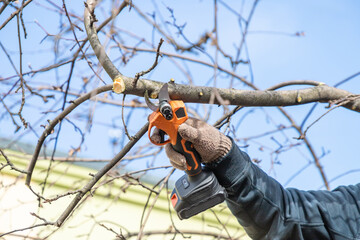 Gardener's hand prunes and cuts branches of a tree in the garden with using electric battery powered pruning secateurs, shears. Pruning electric tools. Season spring cut tree.
