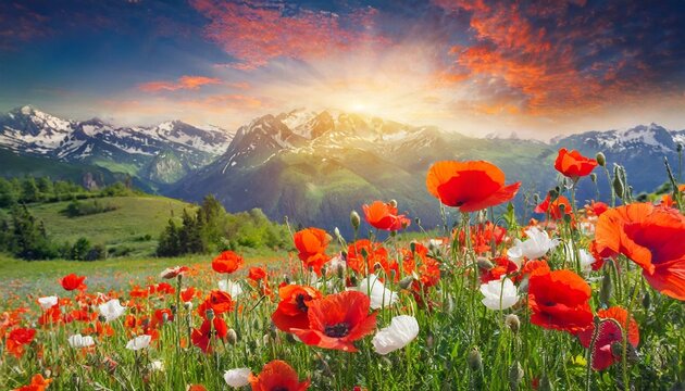 Blooming Beauty: Spring Meadow Splendor with Red Poppies"