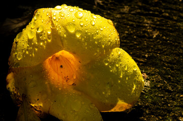 Beautiful yellow allamanda flowers in the morning, allamada flowers are ornamental plants also...