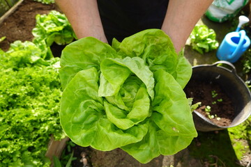 concept of organic farming. freshly harvested lettuce in the vegetable garden held by the farmer