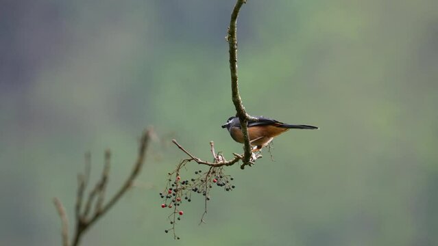 White-eared Sibia eating in slow motion perched in a tree